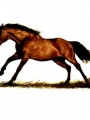 Horse Portrait 8