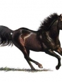 Horse Portrait 5