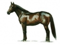 Horse Portrait 6