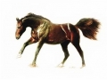 Horse Portrait 3