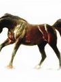 Horse Portrait 3